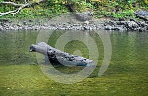 Fishing line crosses over large log