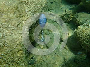 Fishing line with fishing sinker undersea, Aegean Sea, Greece, Halkidiki