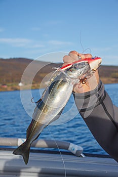 Fishing live mackerel bait for catching predators