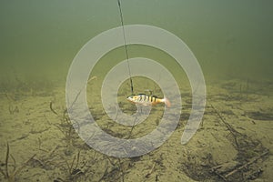 Fishing lure in action