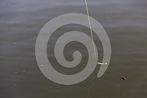 Fishing lure on green line attracting fish near the surface