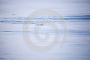 Fishing lures that act on the water surface