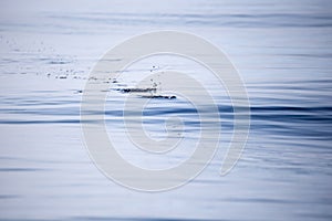 Fishing lures that act on the water surface