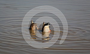 Fishing mallards in the river