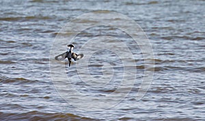 Fishing manoeuvre of a Pied Kingfisher