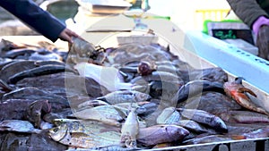 Fishing market with alive fresh fish of mediterranean sea video 4K