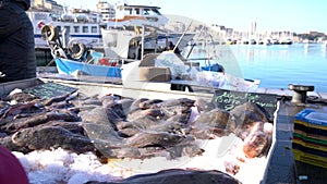 Fishing market with alive fresh fish of mediterranean sea video 4K