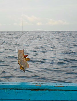 Fishing a Mero grouper