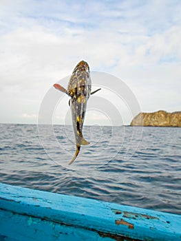 Fishing a Mero grouper photo