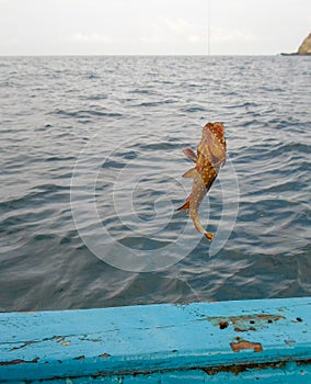 Fishing a Mero grouper photo