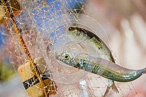 Fishing net with fish