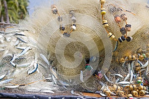 Fishing net with fish