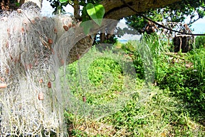 Fishing net at tree near abandoned house