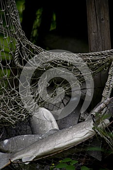 Fishing nets and fish in the market.