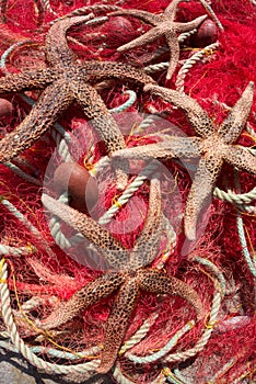 Fishing nets & sea stars