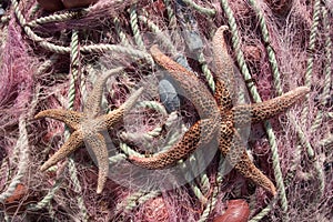 Fishing nets & sea stars