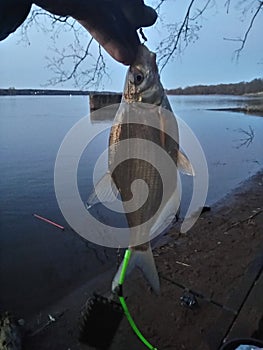 fishing at night photo