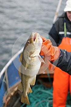 Fishing in Norway photo