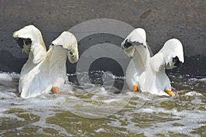 Fishing Pelicans