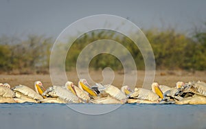 Fishing Pelicans..