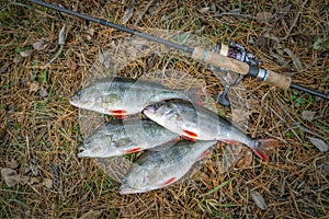 Fishing. Perch fish trophies and tackle on ground