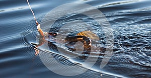 Fishing for Pickerel