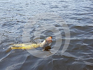 Fishing for pike fighting with prey