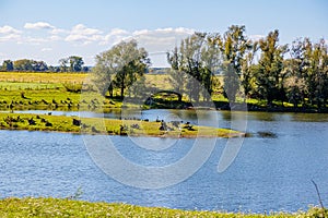 Fishing pond surrounded by green grass with some trees