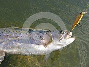 Fishing - rainbow trout