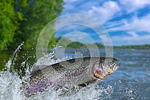 Fishing. Rainbow trout fish jumping with splashing in water