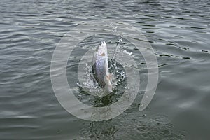 Fishing. Rainbow trout fish jumping with splashing in water