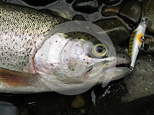 Fishing - rainbow trout