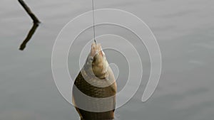 Fishing on a rainy day, crucian carp or Carassius hanging on fishing rod on a background of water