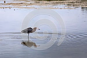 Fishing Reddish Egret - Sanibel Island, Florida