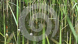 Fishing among a reed on a rod with a float