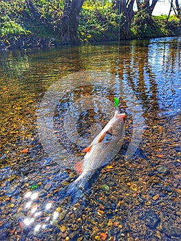 Fishing on the river. Fish. Squalius cephalus.