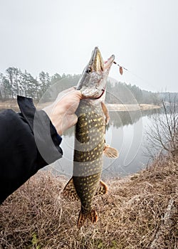 Fishing in the river. Open mouthed large pike in the fisherman`s