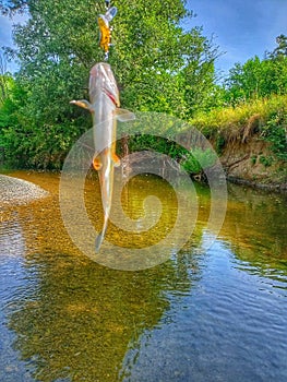 Fishing on the river. Squalius cephalus. Fish.