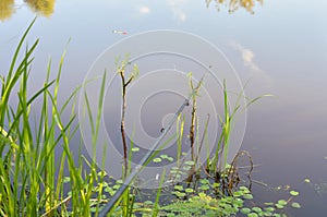 Fishing rod and float in the water