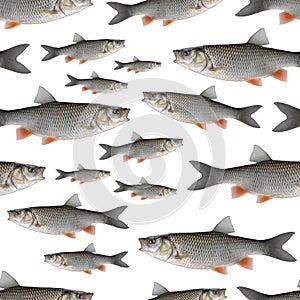 Fishing seamless pattern of fish. Background from chub fish isolated on white