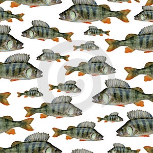 Fishing seamless pattern of fish. Background from perch fish isolated on white