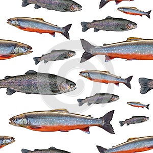 Fishing seamless pattern of fish. Background from trout salmon and arctic char fish isolated on white