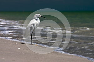 Fishing Shore Bird