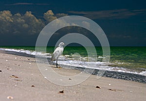 Fishing Shore Bird