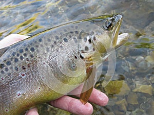 Fishing on small creek - brown trout