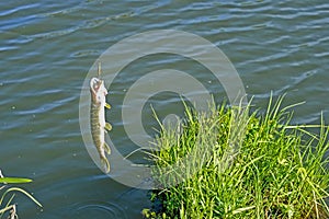Fishing, small pike caught on the spoon. The concept of catch and release. Background
