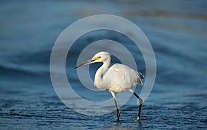 Fishing snowy Egret