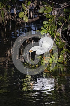 Fishing Snowy Egret - Sanibel Island, Florida