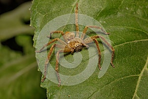 Fishing spider (Ctenidae Ancylometes sp)on a leaf photo