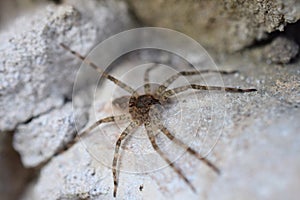 Fishing spider (Dolomedes tenebrosus)